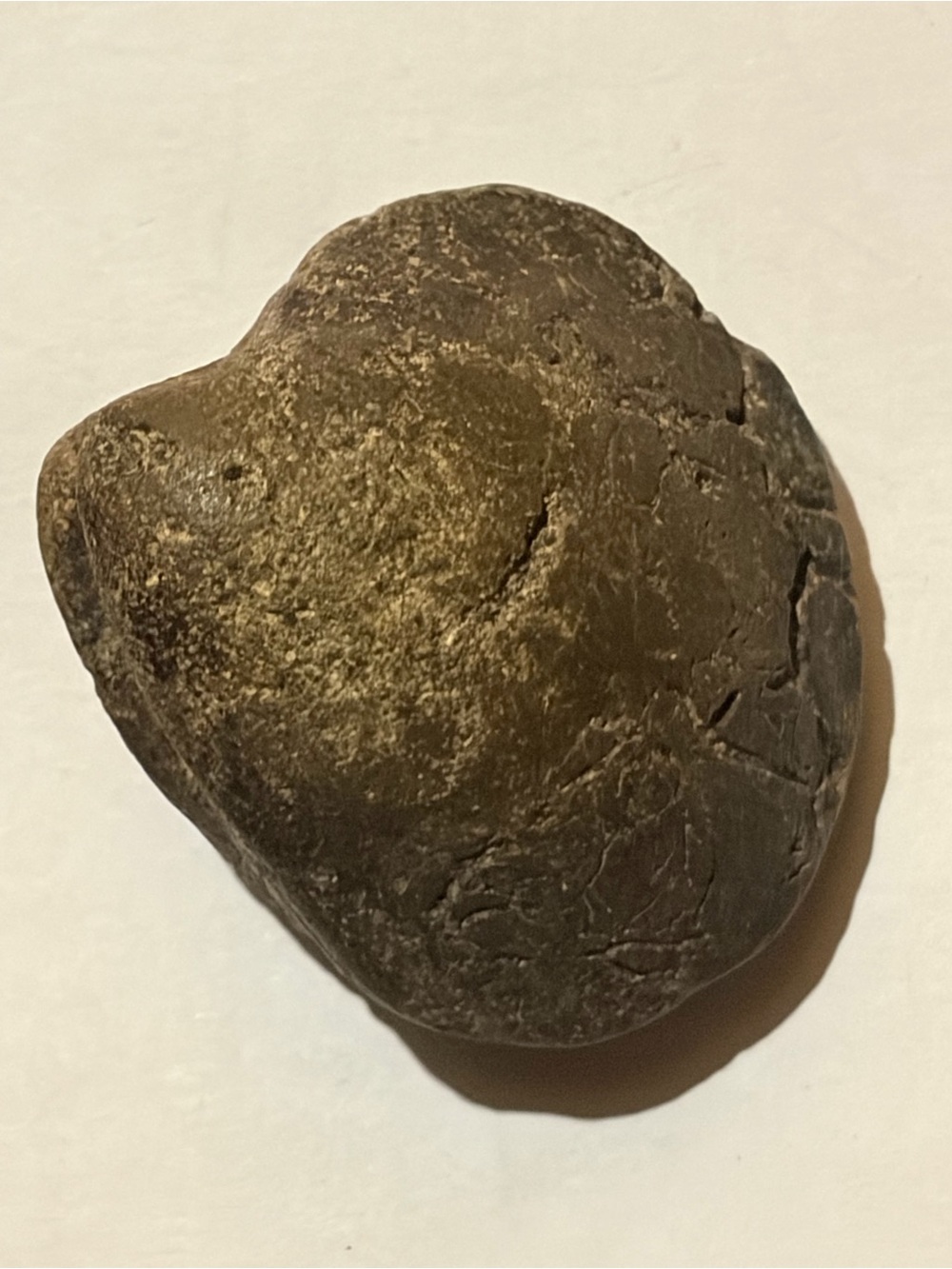 Natural Clam Fossil RARE - Picture 3 of 3